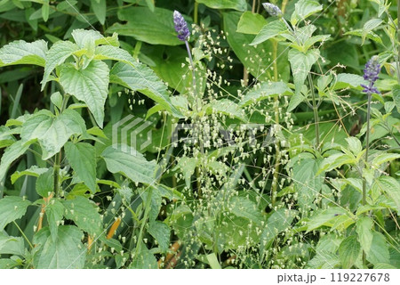 ヒメコバンソウ ヒメコバンソウ 119227678