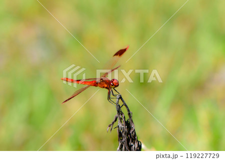 身近な日本の秋の風景アカトンボの仲間、ミヤマアカネ 119227729