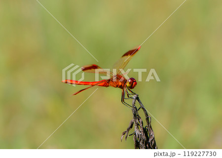 身近な日本の秋の風景アカトンボの仲間、ミヤマアカネ 身近な日本の秋の風景アカトンボの仲間、ミヤマアカネ 119227730