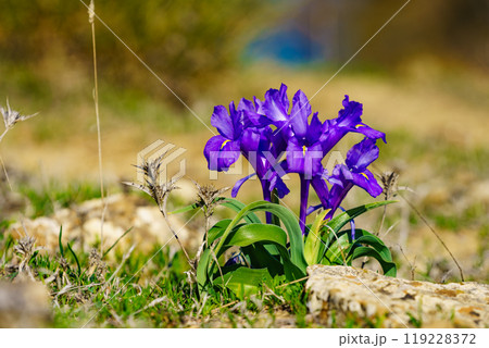 Purple crocus flower on nature 119228372