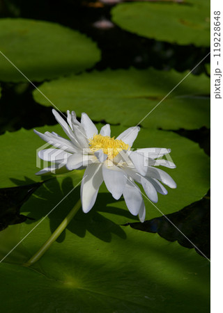 白いスイレン 119228648