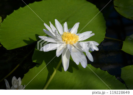 白いスイレン 119228649