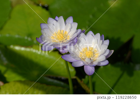 白いスイレン 119228650