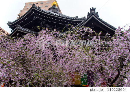 京都のしだれ桜　六角堂 119228694