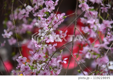 京都のしだれ桜　六角堂 119228695
