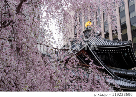 京都のしだれ桜　六角堂 119228696