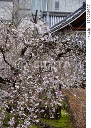 京都のしだれ桜　六角堂 119228697