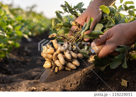 A farmer holding freshly harvested peanuts with roots in a field A farmer holding freshly harvested peanuts with roots in a field 119229051