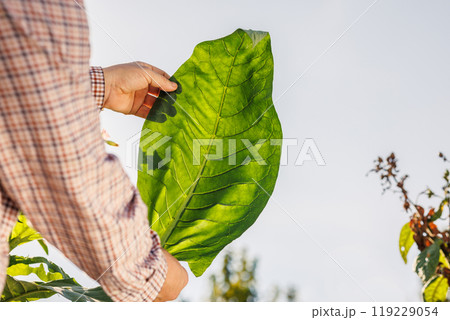 farmer holding fresh tobacco leaf against field background, harvest, tobacco product quality farmer holding fresh tobacco leaf against field background, harvest, tobacco product quality 119229054
