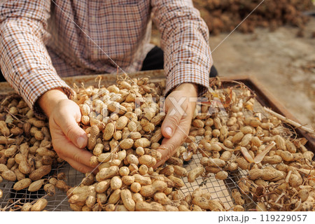 farmer harvesting peanuts, sorting nut quality at peanut production 119229057