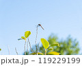 青空と細い枝にとまる赤とんぼ 119229199