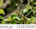赤とんぼがとまった姿 119229200