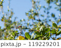 細い枝に佇む赤とんぼ 119229201
