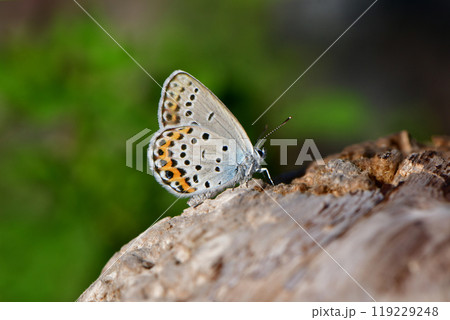 秋に川原や草原で見られる青紫色の小さな美しいチョウ、絶滅危惧種のミヤマシジミ 119229248