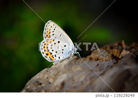 秋に川原や草原で見られる青紫色の小さな美しいチョウ、絶滅危惧種のミヤマシジミ 119229249
