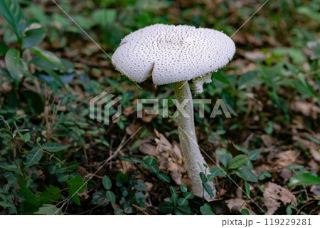 傘も柄も真っ白なシロオニタケの成菌 119229281