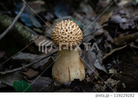 薄い褐色をしたオオオニテングタケの幼菌 119229282
