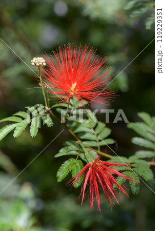 ネムノキ 119229351