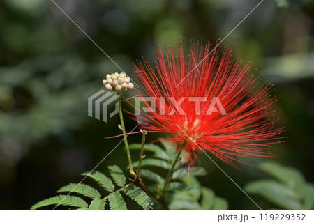 ネムノキ ネムノキ 119229352