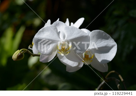 胡蝶蘭 胡蝶蘭 119229441