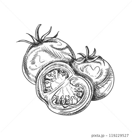 Vector illustration with composition of tomatoes. Organic vegetables, healthy harvest. Ingredients for cooking, farm products. Hand drawn illustration in line art by black inks on isolated background 119229527