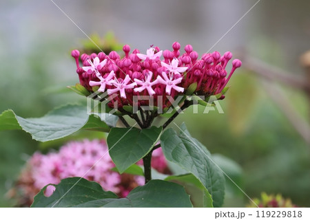 秋の庭に咲くボタンクサギのピンク色の花と蕾 119229818