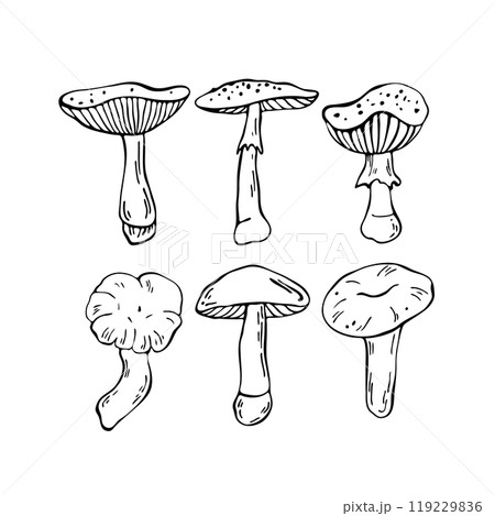 Hand drawn vector mushrooms set. Outline black vector forest elements Hand drawn vector mushrooms set. Outline black vector forest elements 119229836