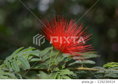 ベニゴウガン 119230414