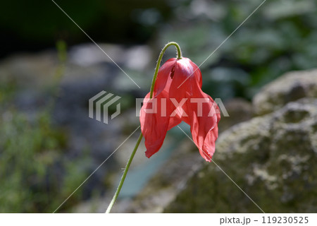 メコノプシス・プニケア メコノプシス・プニケア 119230525