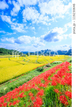 彼岸花と初秋の田染荘　大分県豊後高田市 119230646