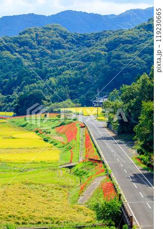 彼岸花と初秋の田染荘　大分県豊後高田市 119230665