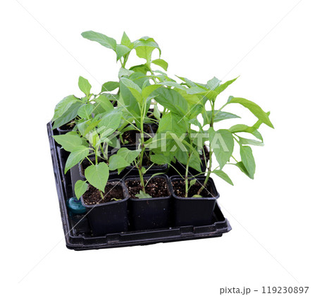 Pepper seedlings, sprouts in plastic cups with soil on a tray on a white background, side view - isolate for packaging design Pepper seedlings, sprouts in plastic cups with soil on a tray on a white background, side view - isolate for packaging design 119230897