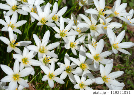 タマスダレ　花模様 119231051