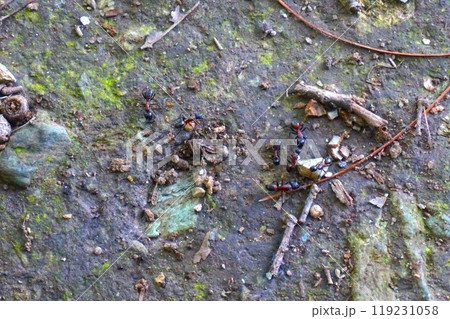 ムネアカオオアリ 胸赤大蟻 宝登山 寳登山神社 宝登山神社 ムネアカオオアリ 胸赤大蟻 宝登山 寳登山神社 宝登山神社 119231058