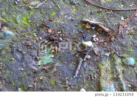 ムネアカオオアリ 胸赤大蟻 宝登山 寳登山神社 宝登山神社 ムネアカオオアリ 胸赤大蟻 宝登山 寳登山神社 宝登山神社 119231059