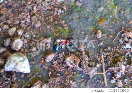ムネアカオオアリ 胸赤大蟻 宝登山 寳登山神社 宝登山神社 ムネアカオオアリ 胸赤大蟻 宝登山 寳登山神社 宝登山神社 119231060