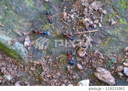ムネアカオオアリ　胸赤大蟻　宝登山　寳登山神社　宝登山神社 119231061