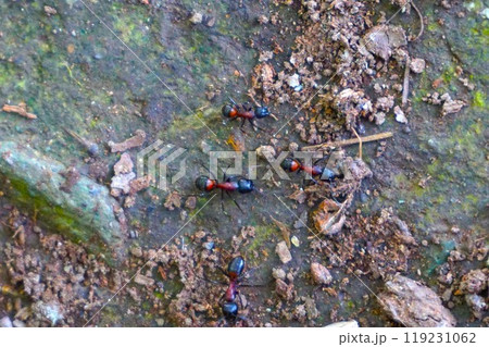 ムネアカオオアリ 胸赤大蟻 宝登山 寳登山神社 宝登山神社 ムネアカオオアリ 胸赤大蟻 宝登山 寳登山神社 宝登山神社 119231062