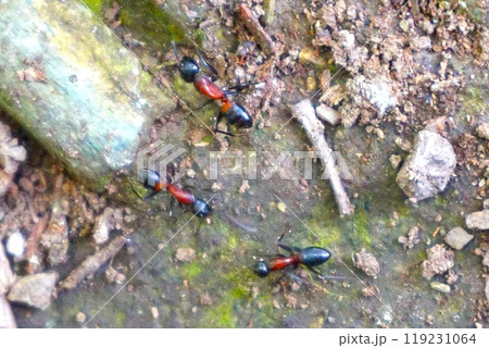 ムネアカオオアリ 胸赤大蟻 宝登山 寳登山神社 宝登山神社 ムネアカオオアリ 胸赤大蟻 宝登山 寳登山神社 宝登山神社 119231064