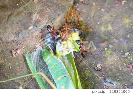 ムネアカオオアリ 胸赤大蟻 宝登山 寳登山神社 宝登山神社 ムネアカオオアリ 胸赤大蟻 宝登山 寳登山神社 宝登山神社 119231066