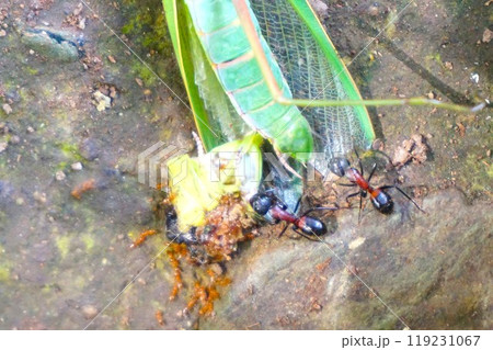 ムネアカオオアリ 胸赤大蟻 宝登山 寳登山神社 宝登山神社 ムネアカオオアリ 胸赤大蟻 宝登山 寳登山神社 宝登山神社 119231067
