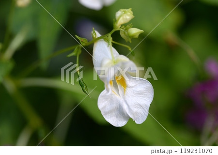 ツリフネソウ 119231070