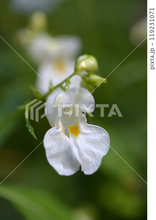 ツリフネソウ 119231071
