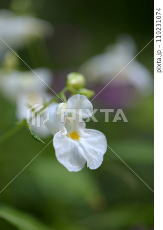 ツリフネソウ ツリフネソウ 119231074