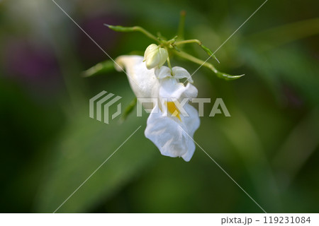 ツリフネソウ ツリフネソウ 119231084