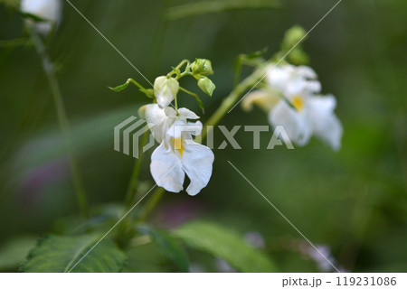 ツリフネソウ ツリフネソウ 119231086