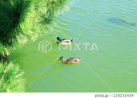 池で泳いている鴨 池で泳いている鴨 119231434
