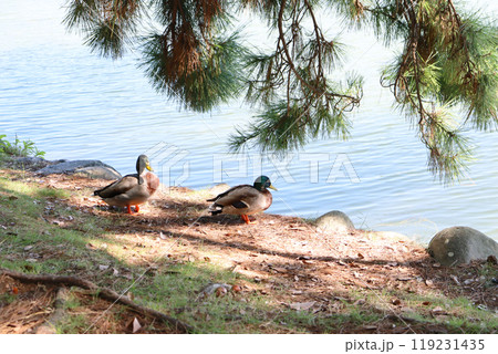 公園にいる鴨 119231435