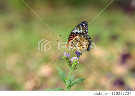 ツマグロヒョウモン ツマグロヒョウモン 119231724