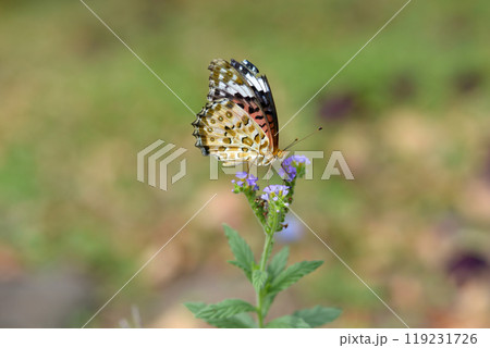 ツマグロヒョウモン ツマグロヒョウモン 119231726